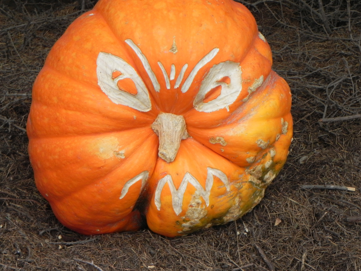 Old, Nipomo Pumpkin Patch best carving idea